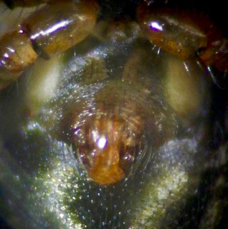 Image 7: Host - epigyne